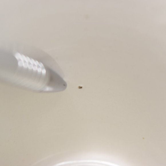 Vintage Hangover Mug Double Handle Pink Elephants Korea 1983 Chadwick Miller Gag - Picture 11 of 14